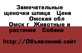 Замечательные щеночки шпица › Цена ­ 15 000 - Омская обл., Омск г. Животные и растения » Собаки   